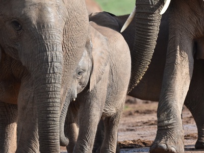 surrounded by elephants in Addo